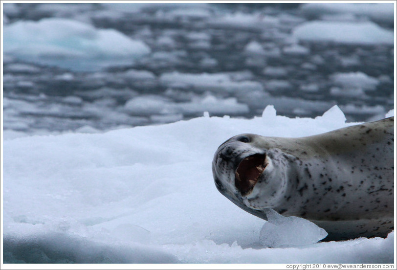 Leopard Seal yawning.