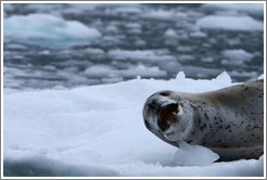 Leopard Seal yawning.