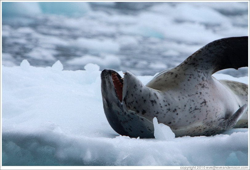 Leopard Seal yawning.