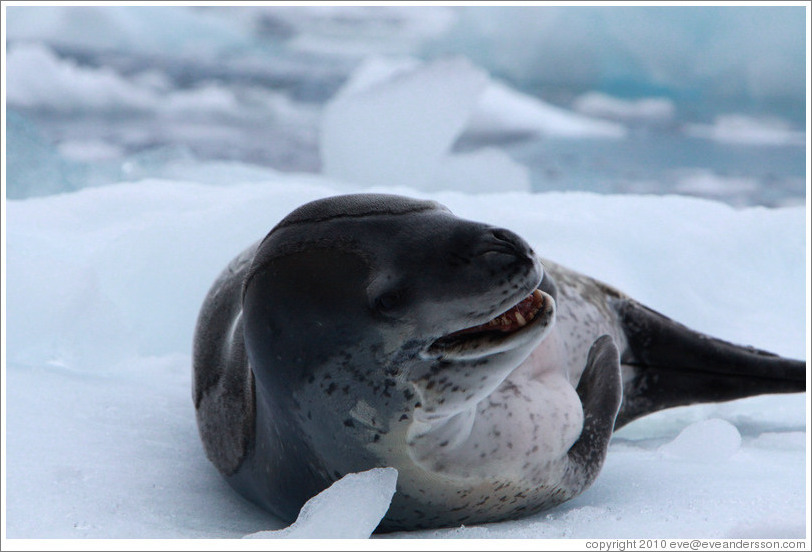 Leopard Seal yawning.