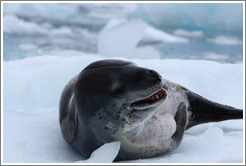 Leopard Seal yawning.