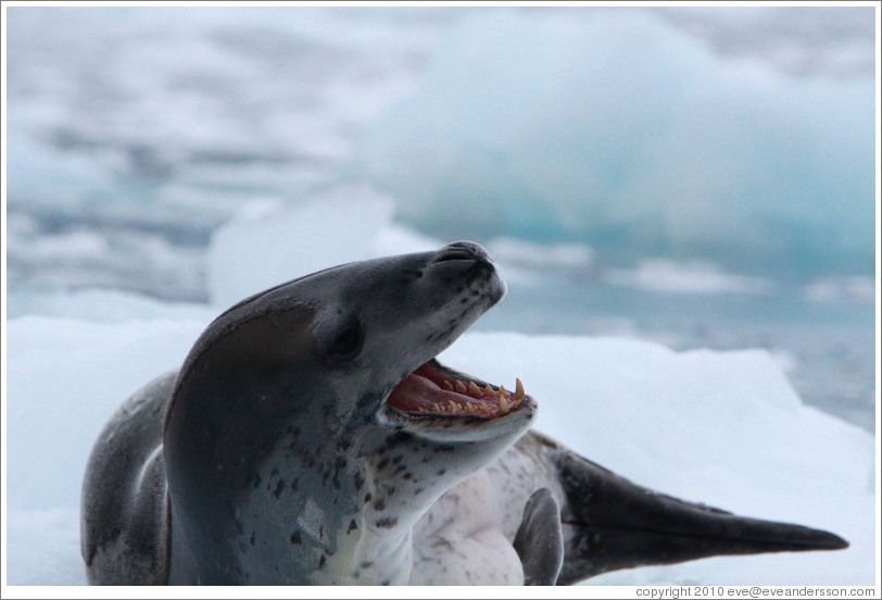 Leopard Seal yawning.