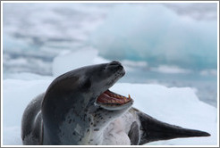 Leopard Seal yawning.