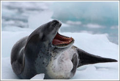 Leopard Seal yawning.