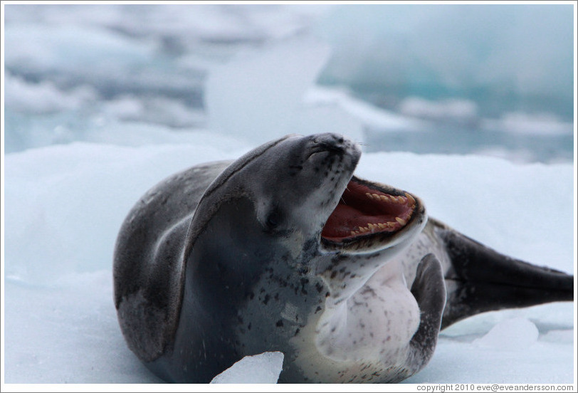 Leopard Seal yawning.