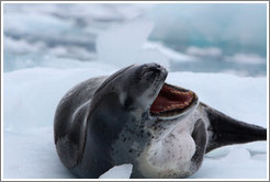 Leopard Seal yawning.