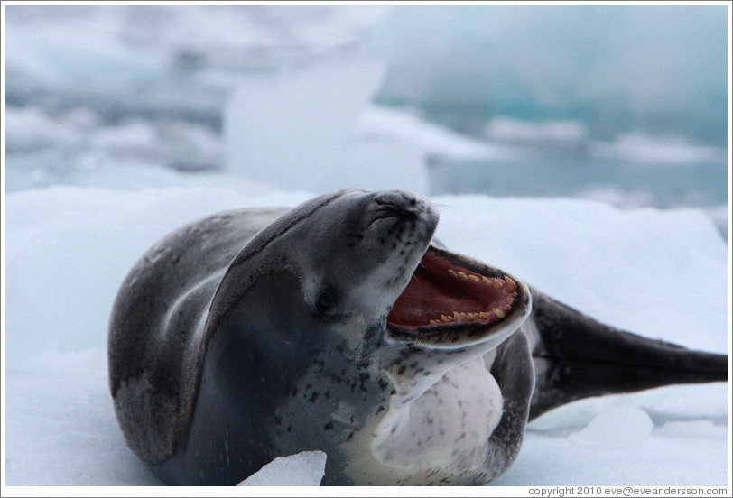 Leopard Seal yawning.