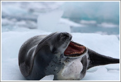 Leopard Seal yawning.