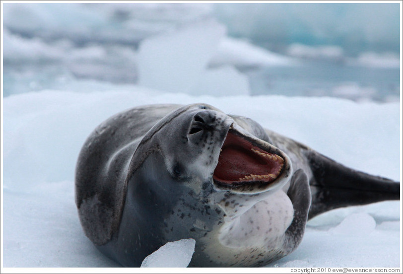 Leopard Seal yawning.