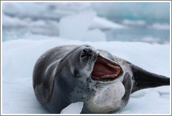 Leopard Seal yawning.