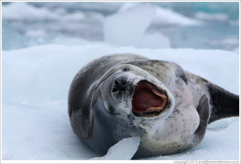 Leopard Seal yawning.