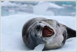 Leopard Seal yawning.