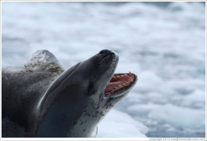 Leopard Seal yawning.