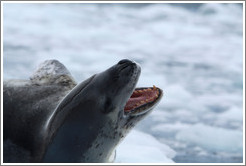 Leopard Seal yawning.