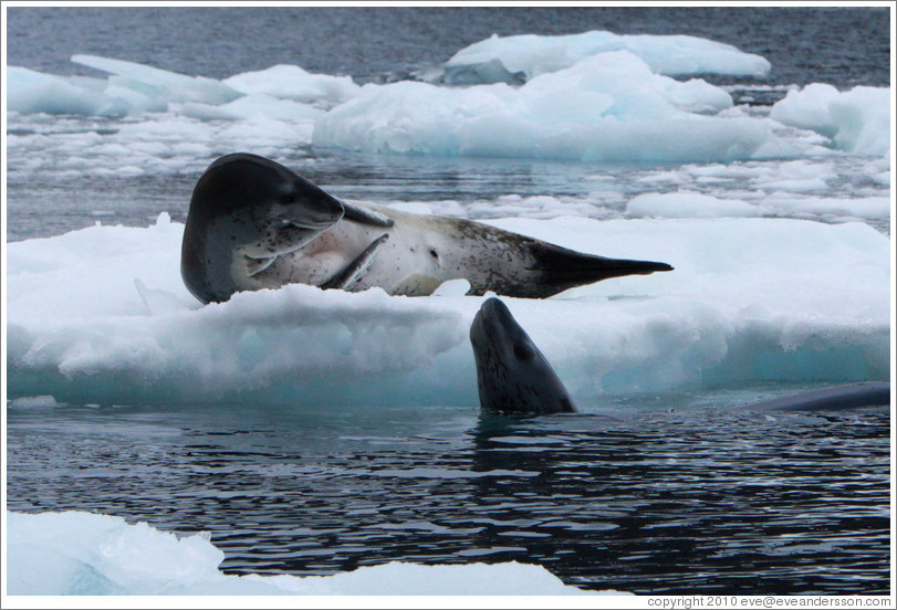 Two Leopard Seals, one swimming.