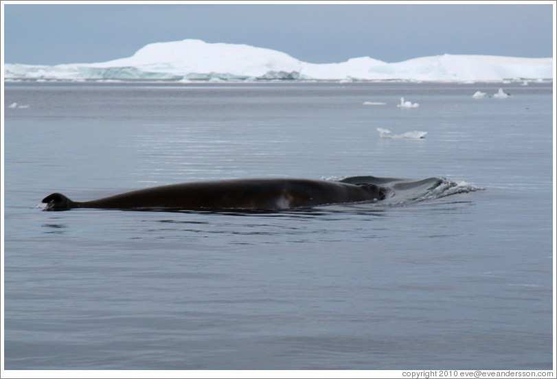 Minke Whale.
