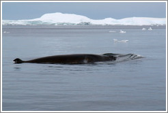 Minke Whale.