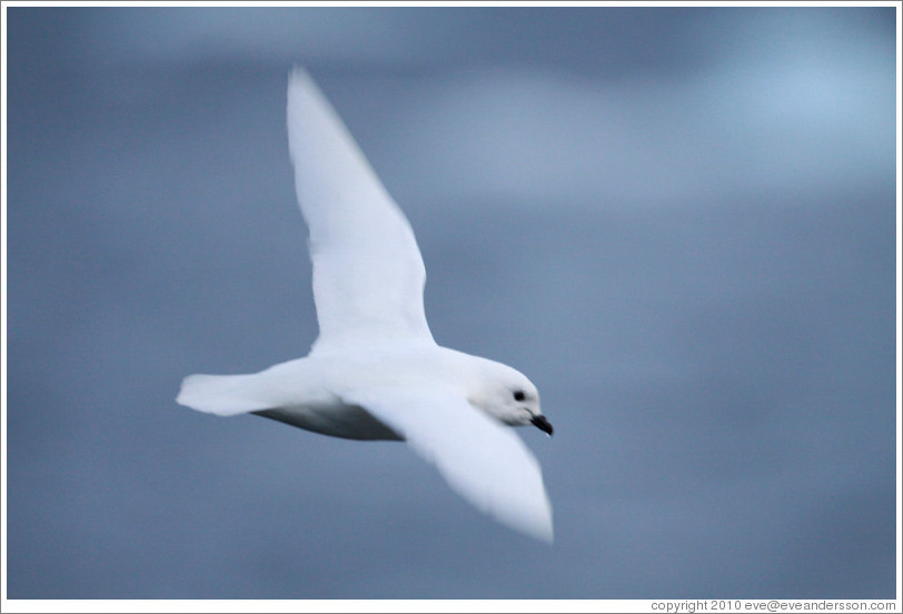 Snow Petrel flying.