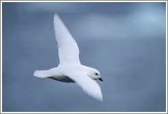 Snow Petrel flying.