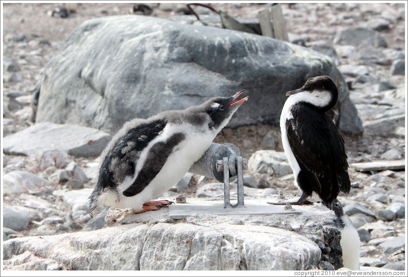 Baby Gentoo Penguin successfully driving away Cormorant.