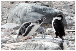 Baby Gentoo Penguin successfully driving away Cormorant.