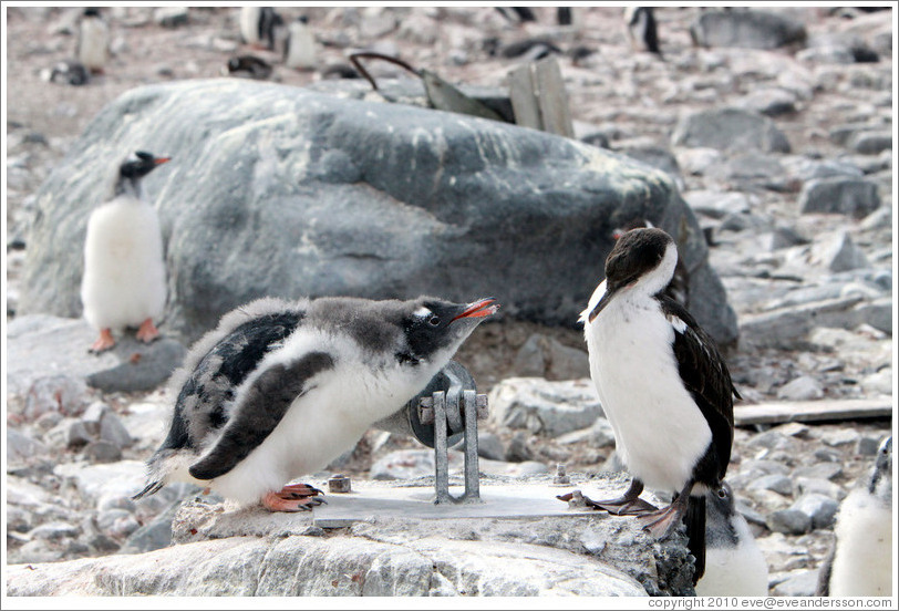 Baby Gentoo Penguin successfully driving away Cormorant.