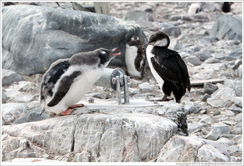 Baby Gentoo Penguin successfully driving away Cormorant.