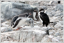 Baby Gentoo Penguin successfully driving away Cormorant.