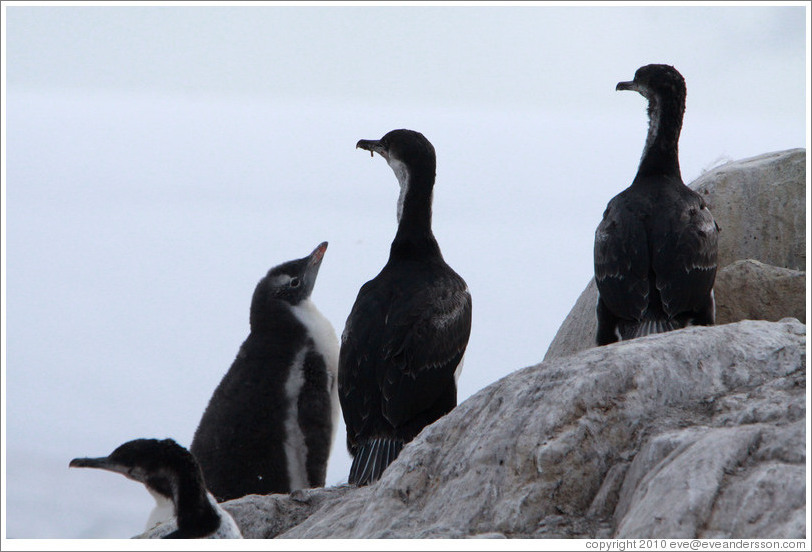 Young Gentoo Penguin among Cormorants.