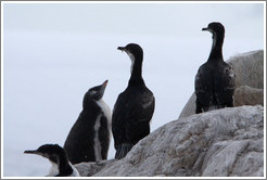 Young Gentoo Penguin among Cormorants.