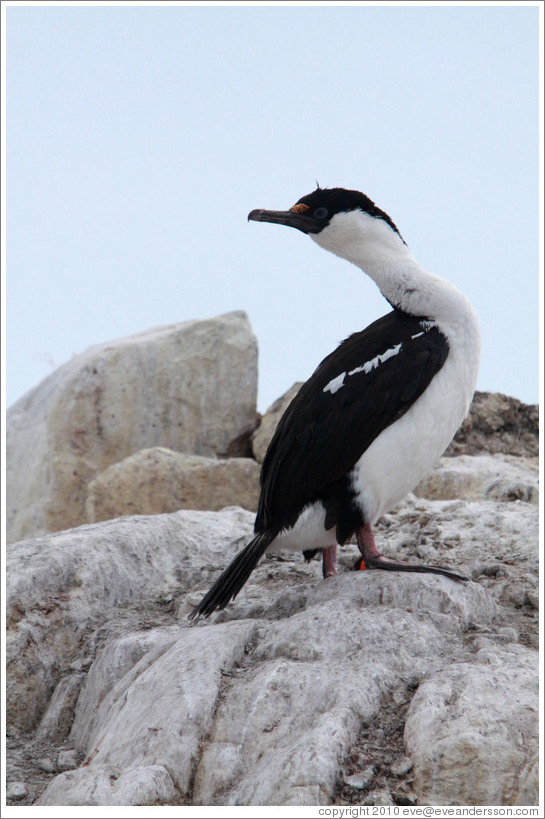 Cormorant.