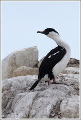 Cormorant.