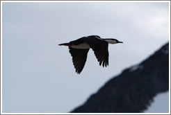 Cormorant flying.