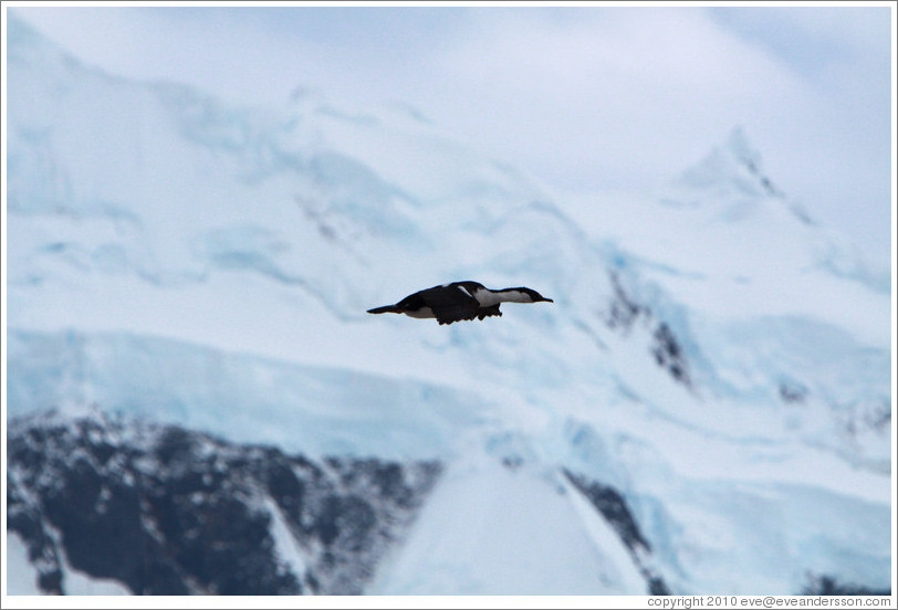 Cormorant flying.