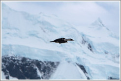 Cormorant flying.