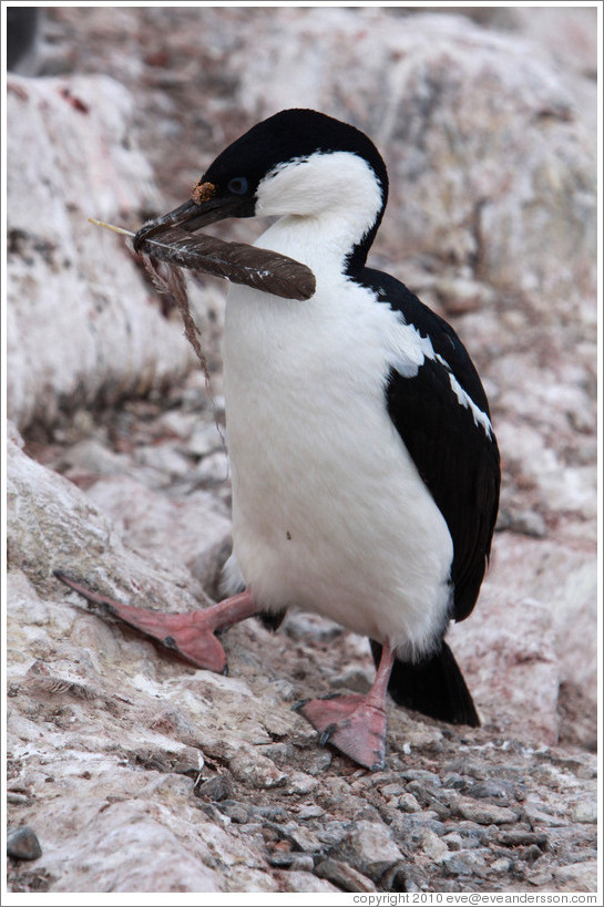 Cormorant carrying a feather.