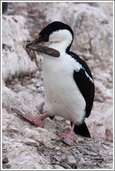 Cormorant carrying a feather.