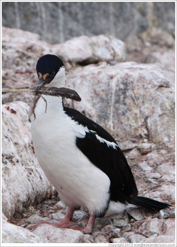 Cormorant carrying a feather.