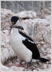 Cormorant carrying a feather.