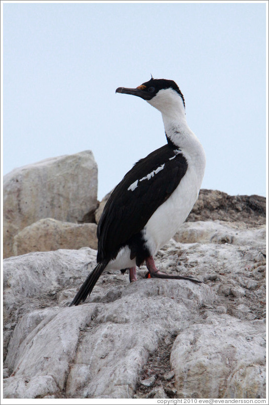 Cormorant.