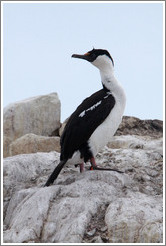 Cormorant.