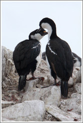 Two Cormorants.