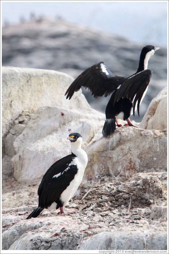 Two Cormorants.