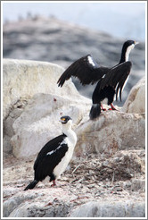 Two Cormorants.