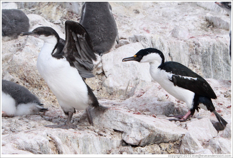 Two Cormorants.