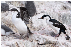 Two Cormorants.