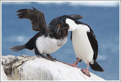 Parent Cormorant feeding child.