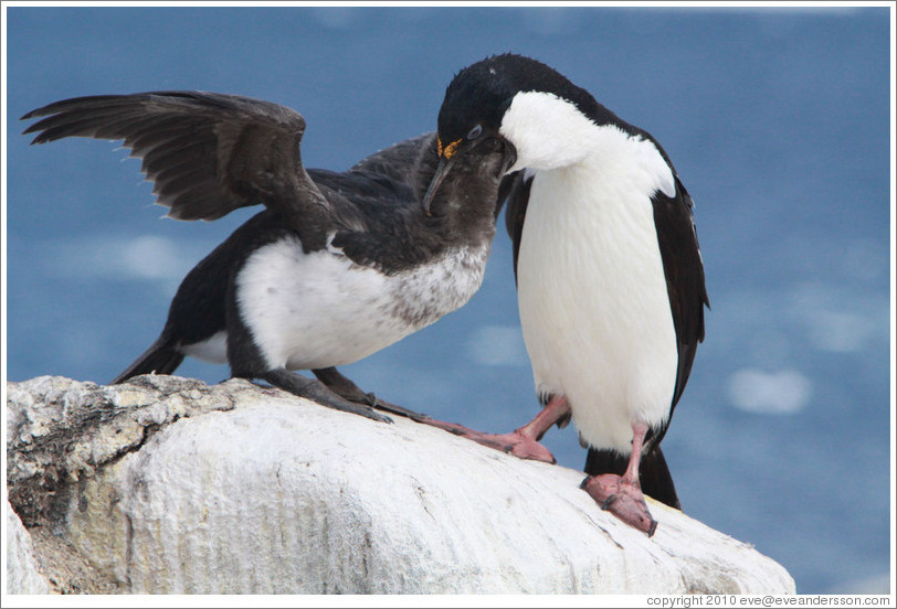 Parent Cormorant feeding child.