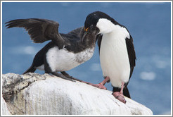 Parent Cormorant feeding child.