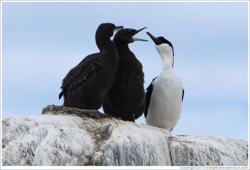 Three Cormorants.